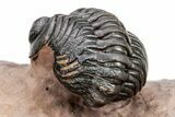 Metacanthina Trilobite With Reedops - Excellent Prep #209624-10